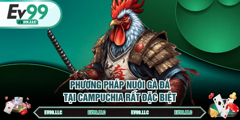 Đá Gà Campuchia | Giải Trí Cá Cược Thú Vị Và Đặc Sắc 3 Phương pháp nuôi gà đá tại Campuchia rất đặc biệt